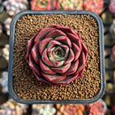 Echeveria 'Bianca' 1"-2" New Hybrid Succulent Plant Cutting