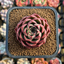 Echeveria 'Bianca' 1"-2" New Hybrid Succulent Plant Cutting