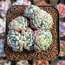 Echeveria 'White Farm' Crested 2" Succulent Plant Cutting