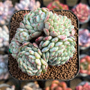 Echeveria 'White Farm' Crested 2" Succulent Plant Cutting