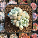 Pachyveria 'Pink Cherry' 2" Succulent Plant Cutting