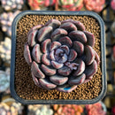 Echeveria 'Purple Stone' 2" Succulent Plant Cutting