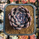 Echeveria 'Purple Stone' 2" Succulent Plant Cutting
