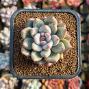 Echeveria 'Fresh Champagne' 2" New Hybrid Succulent Plant Cutting