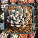 Echeveria 'Fresh Champagne' 2" New Hybrid Succulent Plant Cutting