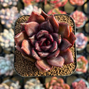 Echeveria sp. 2" Succulent Plant Cutting