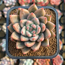 Pachyveria 'Cielo' 2" New Hybrid Succulent Plant Cutting