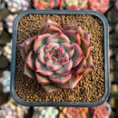 Echeveria 'Exitazo' 2" Succulent Plant Cutting