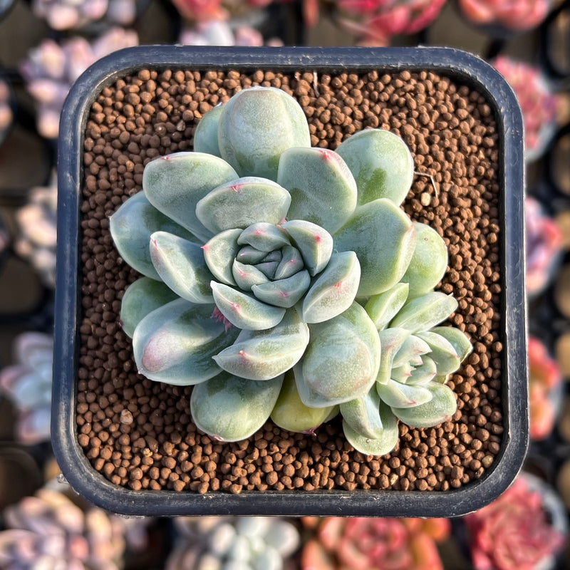 succulent drop Echeveria 'Albi Drop' 1"-2" Succulent Plant Cutting
