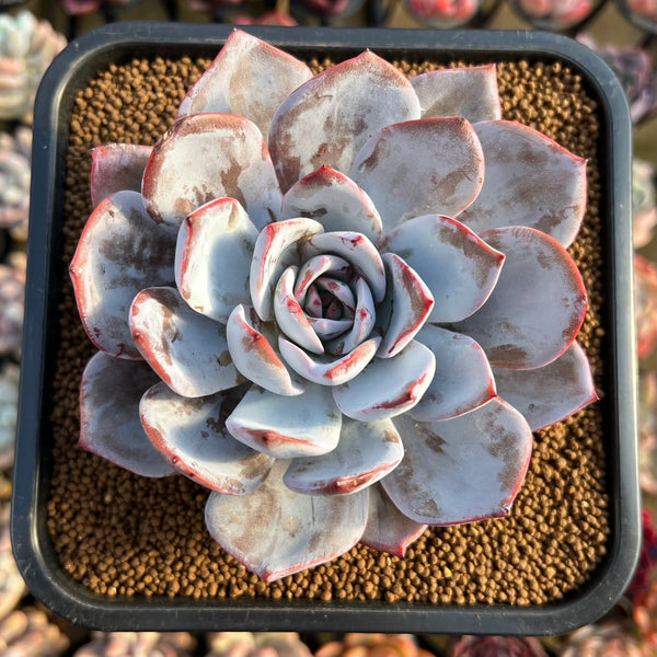 white lotus succulent Echeveria 'White Lotus' 3"-4" Succulent Plant Cutting – True Succulents  Plant Co