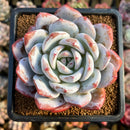 Echeveria 'Ivory' (Sanga) 3" Succulent Plant Cutting