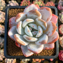 Echeveria 'Ivory' (Sanga) 3" Succulent Plant Cutting