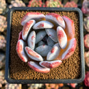 Echeveria 'Ivory' (Sanga) 3" Succulent Plant Cutting