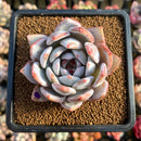 Echeveria 'Trumso' 2"-3" Succulent Plant Cutting