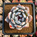 Echeveria 'Trumso' 2"-3" Succulent Plant Cutting
