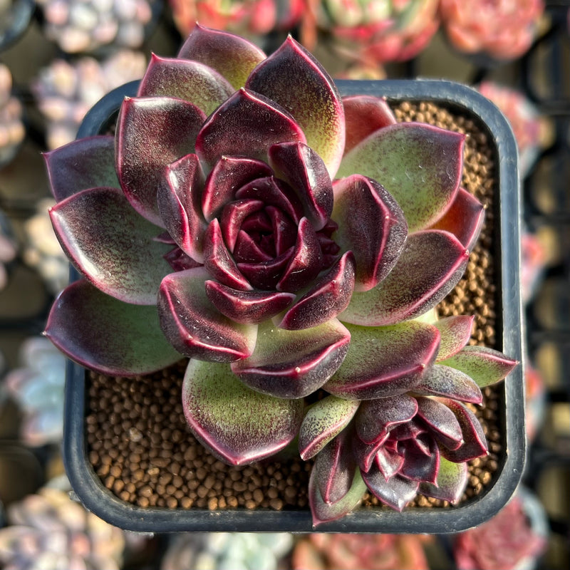 double headed succulent Echeveria 'Fushike' 2" Double Head Succulent Plant Cutting