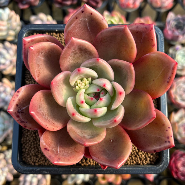 echeveria military shorts size２　OVY kaja echeveria military shorts size2 OVY kaja echeveria military