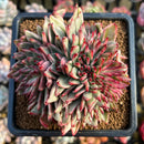 Echeveria Agavoides 'Maria' Light Variegated Crested 3" Succulent Plant Cutting