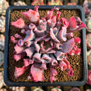 Echeveria 'Trumpet Pinky' 2"-3" Succulent Plant Cutting