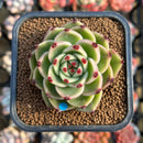 Echeveria 'Blue Dragon' Type B 2" Succulent Plant Cutting