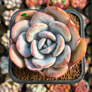 Echeveria 'Cream Tea' 2" Succulent Plant Cutting