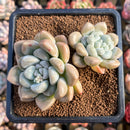 Graptoveria 'Bubble Bomb' 2"-3" Cluster Succulent Plant Cutting