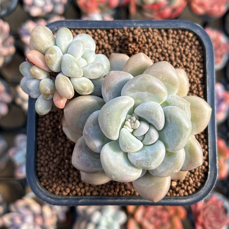 bubble succulent Graptoveria 'Bubble Bomb' 2