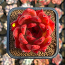 Echeveria Agavoides 'Amestro' 2" Succulent Plant Cutting
