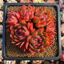 Echeveria Agavoides 'Sohuran' 3" Cluster Succulent Plant Cutting
