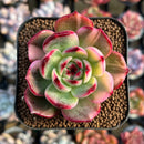 Echeveria Agavoides 'Flamenco' Variegated 2" Succulent Plant Cutting