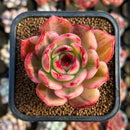 Echeveria Agavoides 'Flamenco' Variegated 2" Succulent Plant Cutting