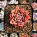 Echeveria 'Gilva Rose' 2" Succulent Plant Cutting
