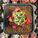 Echeveria Agavoides 'Red Jewelry' 1"-2" Succulent Plant Cutting