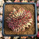 Echeveria Agavoides 'Maria' Light Variegated Crested 3" Succulent Plant Cutting
