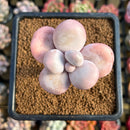 Pachyphytum 'Kupumiin' 2" Succulent Plant Cutting