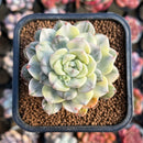 Echeveria 'Tinkerbell' Variegated 2" Succulent Plant Cutting