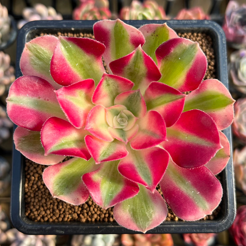 Aeonium 'Pink Witch' Variegated 2"-3" Succulent Plant