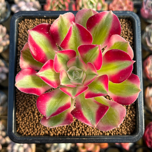 Aeonium 'Pink Witch' Variegated 2"-3" Succulent Plant