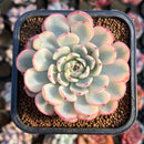 Echeveria 'Minima' Variegated 2"-3" Large Succulent Plant Cutting