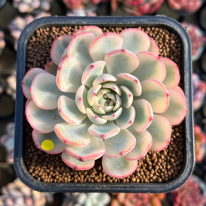 Echeveria 'Minima' Variegated 2