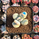 Cotyledon 'Orbiculata' Variegated 1" Small Succulent Plant Cutting