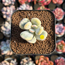 Cotyledon 'Orbiculata' Variegated 1" Small Succulent Plant Cutting