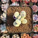Cotyledon 'Orbiculata' Variegated 1" Small Succulent Plant Cutting