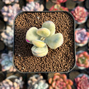 Cotyledon 'Orbiculata' Variegated 1" Small Succulent Plant Cutting