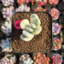 Cotyledon 'Orbiculata' Variegated 1" Small Succulent Plant Cutting