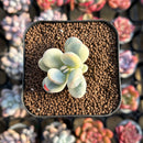 Cotyledon 'Orbiculata' Variegated 1" Small Succulent Plant Cutting