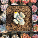 Cotyledon 'Orbiculata' Variegated 1" Small Succulent Plant Cutting