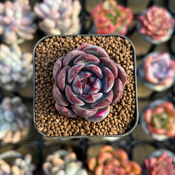 wildomar succulents Echeveria 'Wild Berry' 1" Succulent Plant Cutting – True Succulents Plant  Co