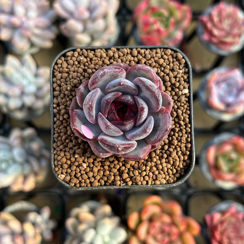 Echeveria 'Wild Berry' 1