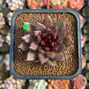Echeveria 'Choco Candy' 1"-2" Succulent Plant Cutting